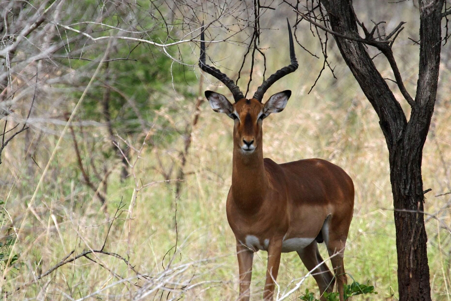 Impala.jpg