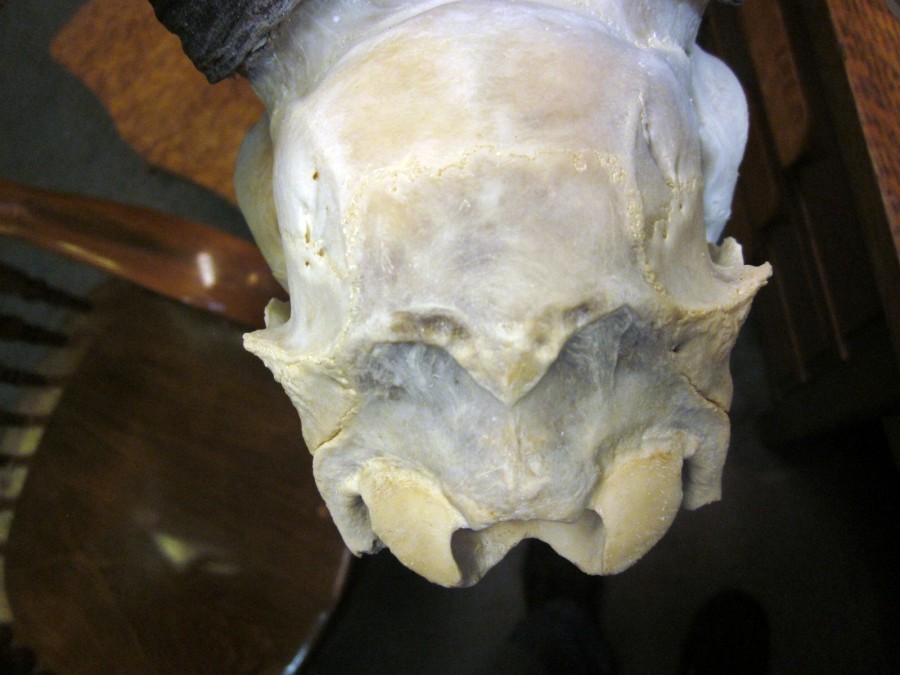 impala skull.JPG