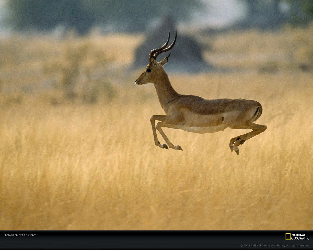 impala-wallpaper-5.jpg