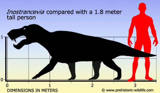 inostrancevia-size.jpg