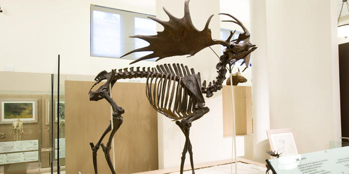 irish-elk_dynamic_lead_slide.jpg