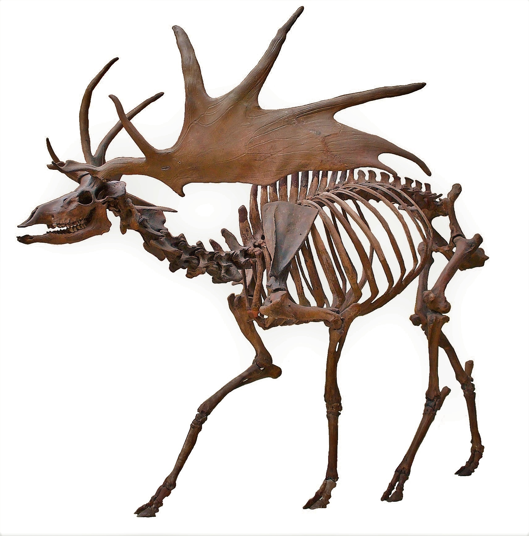 Irish_Elk_Side_(white_background).jpg