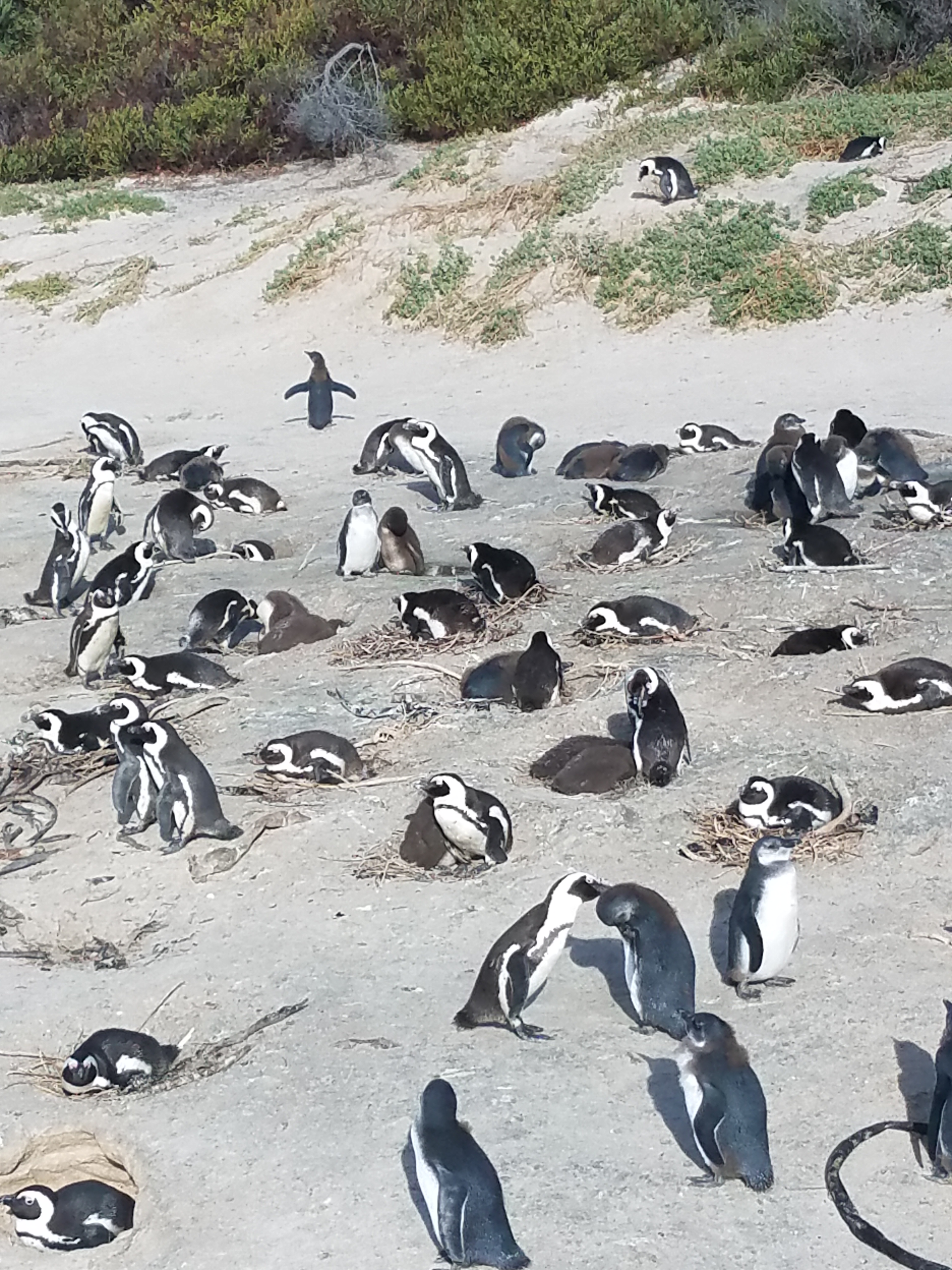 jackass penguins.jpg