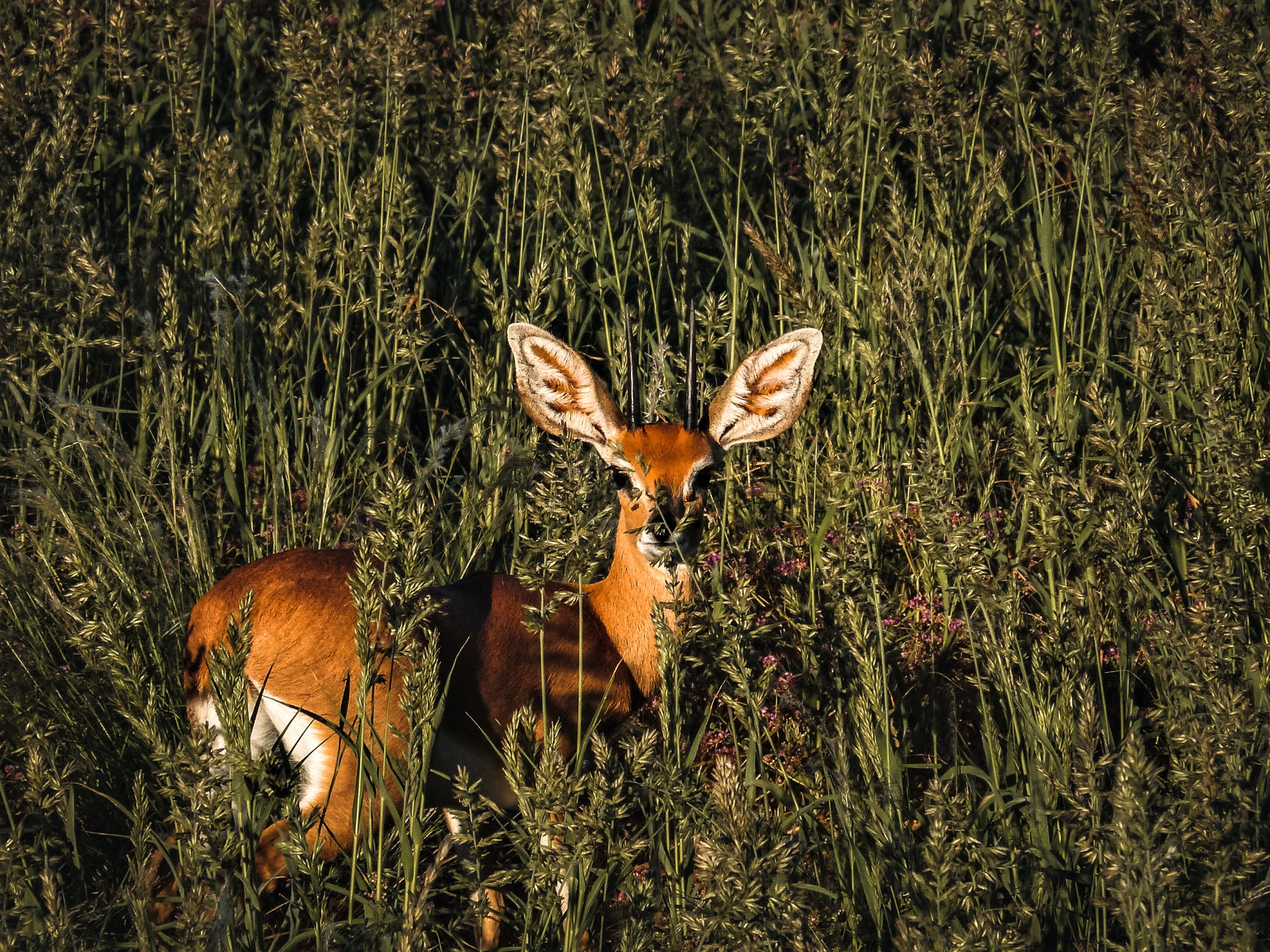 Jaeger-Namibia-Steenbuck-hori-1-scaled.jpg