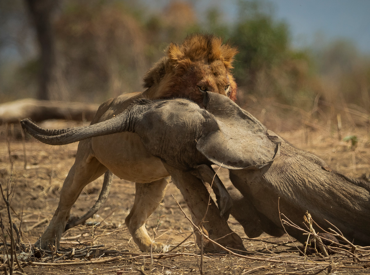 Jens-Cullmann-Lion-with-elephant-calf-Mana-Pools-2.jpg