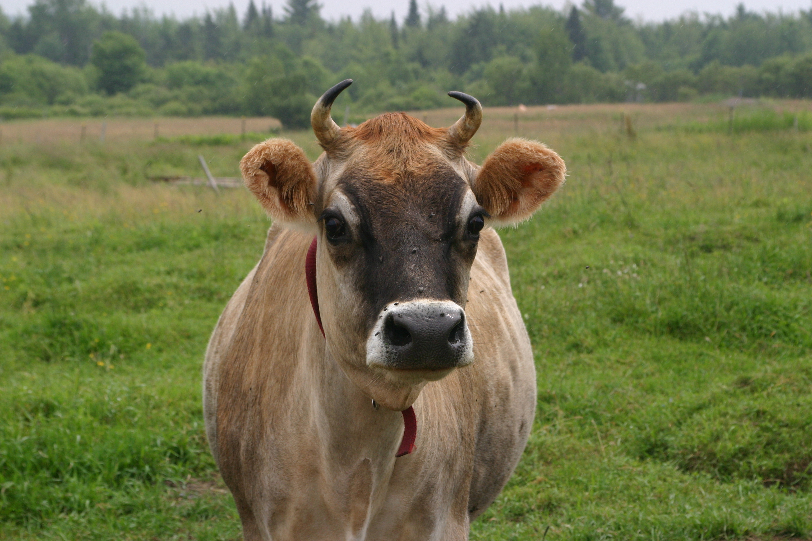 Jersey_cow,_close-up.jpg