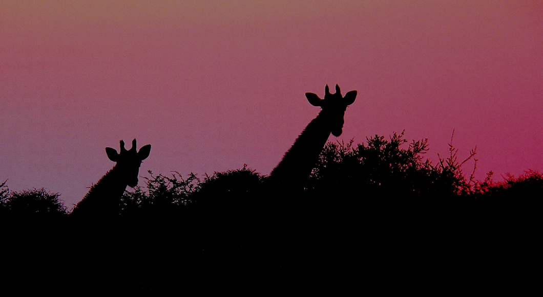 Kalahari giraffe sil.png