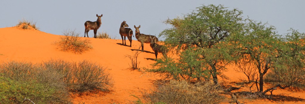 Kalahari_desert_water_bok_namibia.jpg