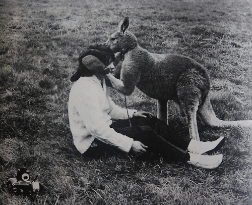 KANGAROO.jpg