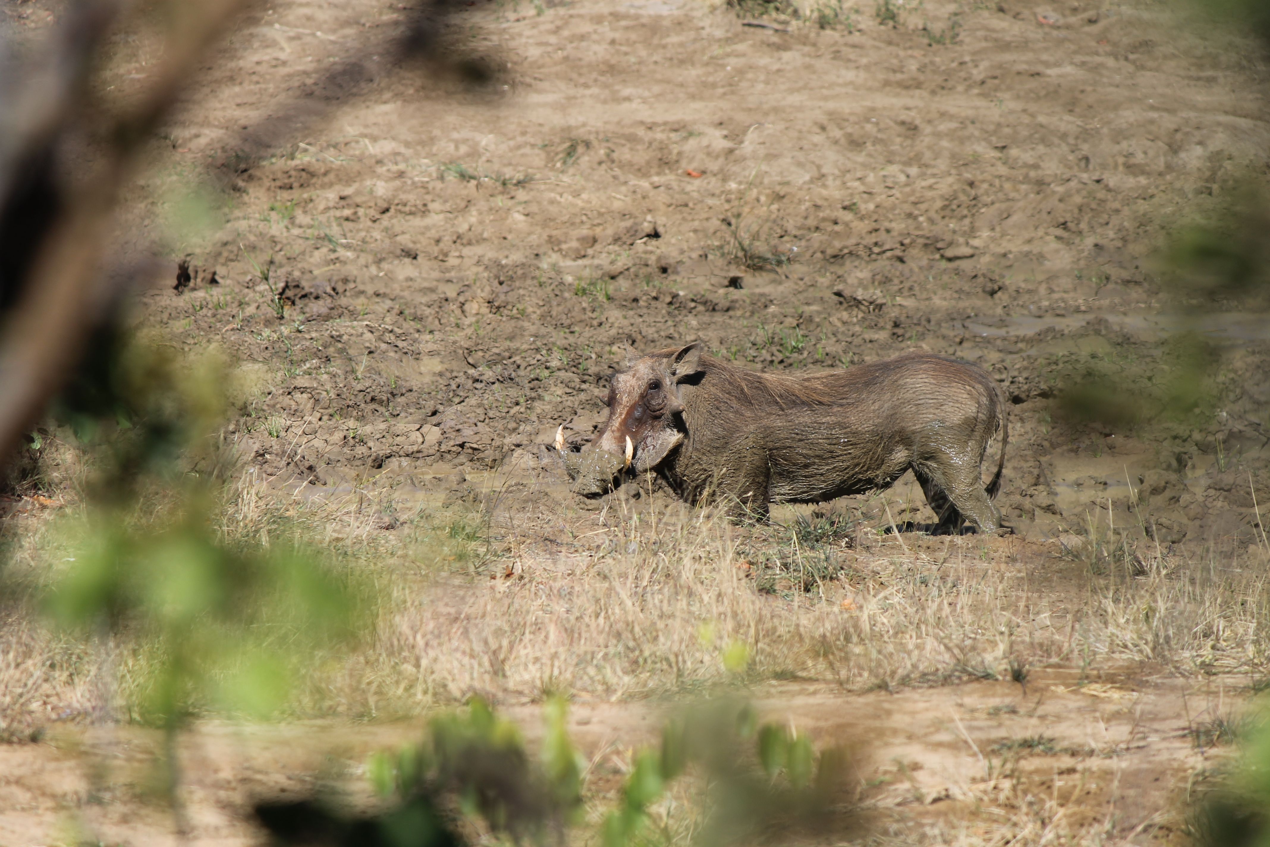 kazuma muddy wart hog.jpg