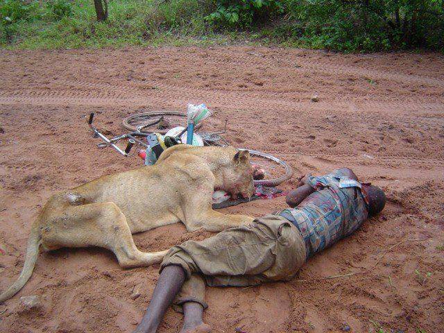 Kenyan man attacked and killed by the lioness laying dead next to him.jpg