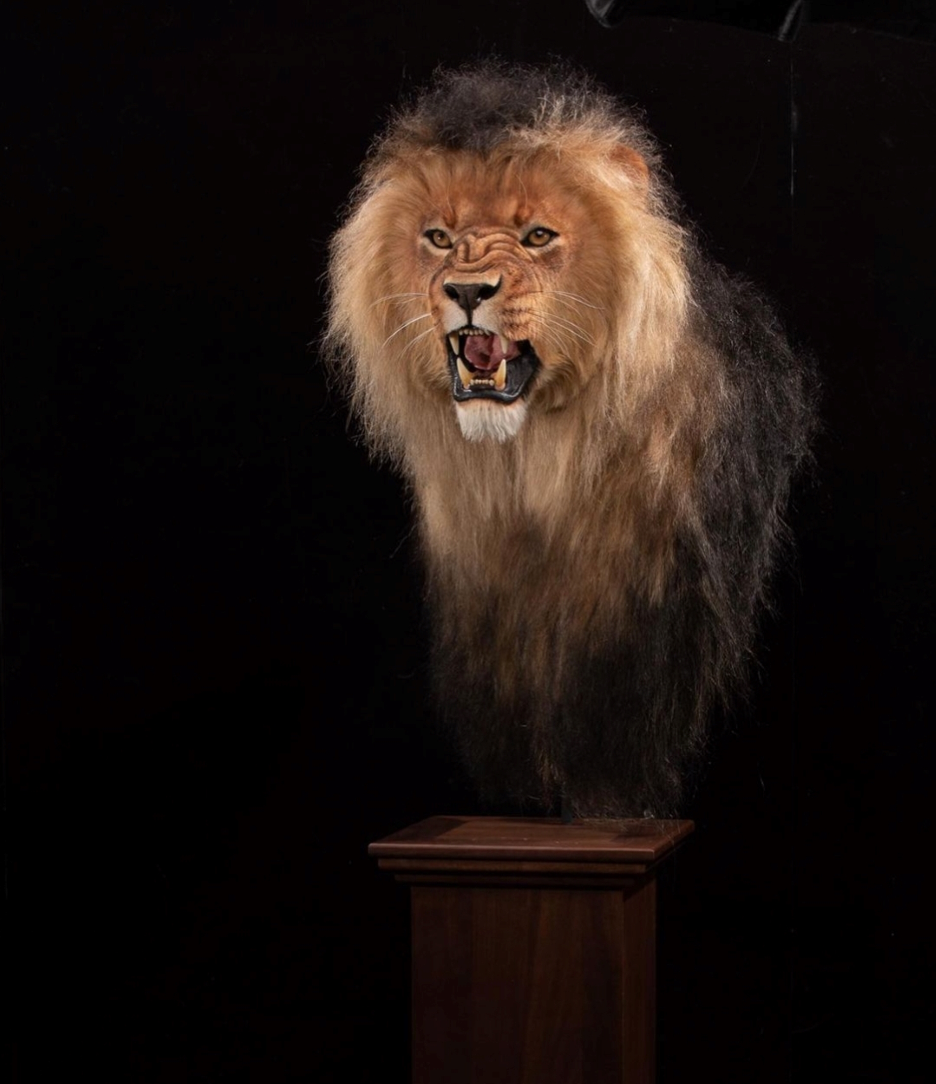 KET Lion Replica 1.jpg