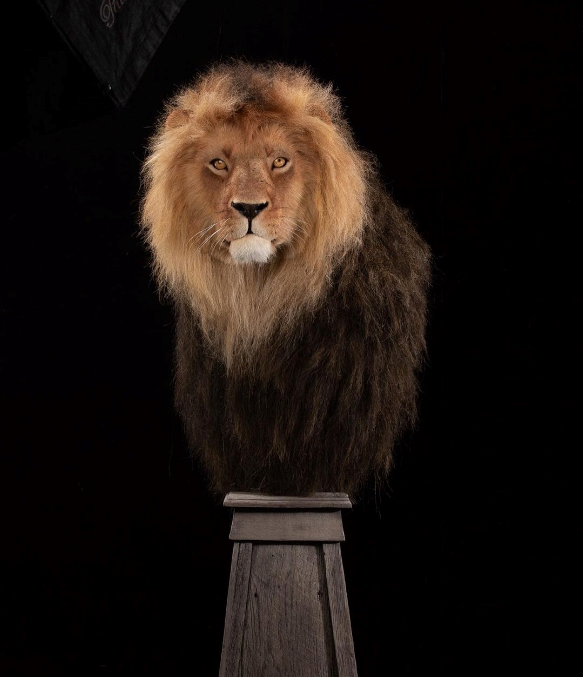 KET Lion Replica 2.jpg