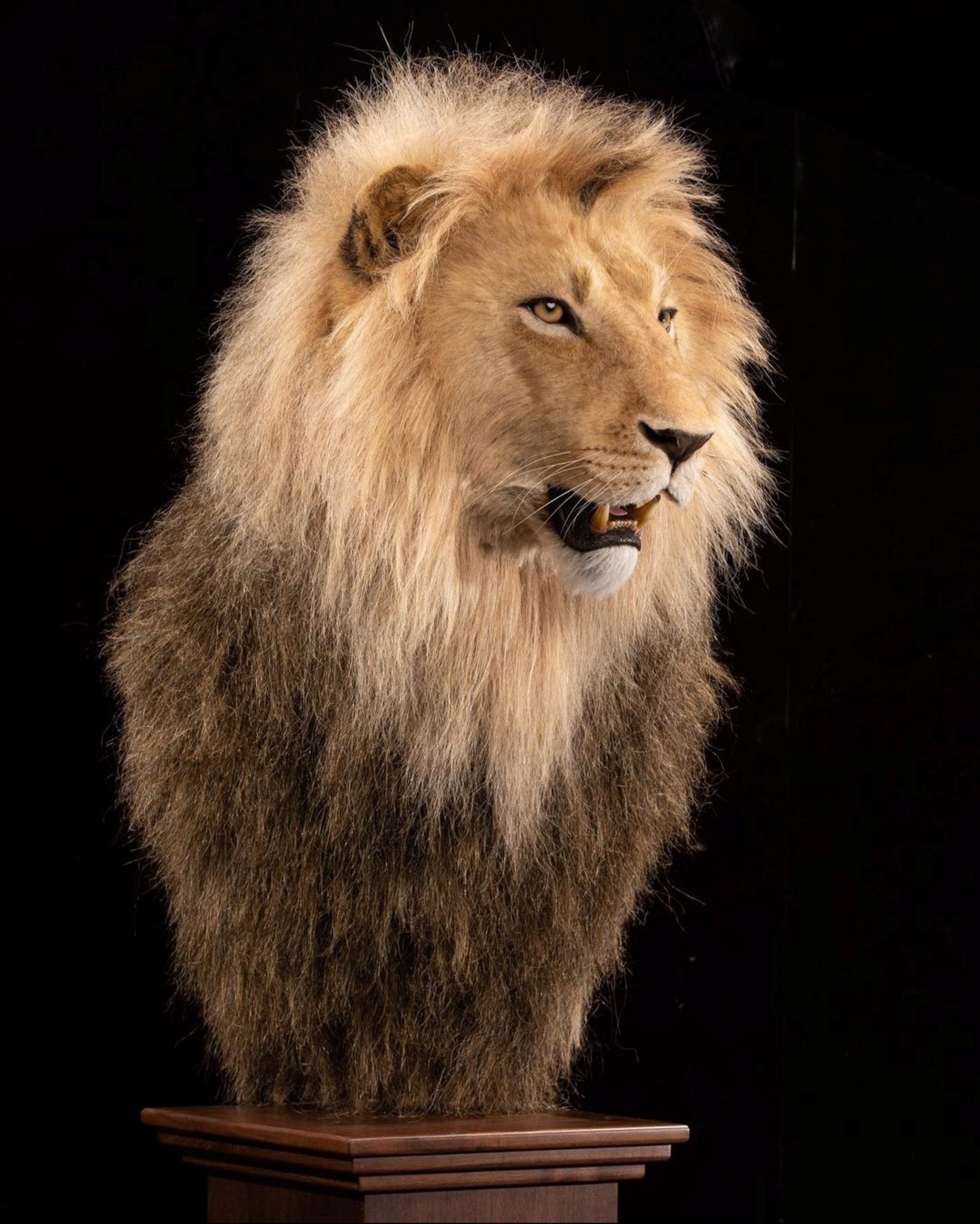 KET Lion Replica 3.jpg