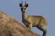 Klipspringer.jpg