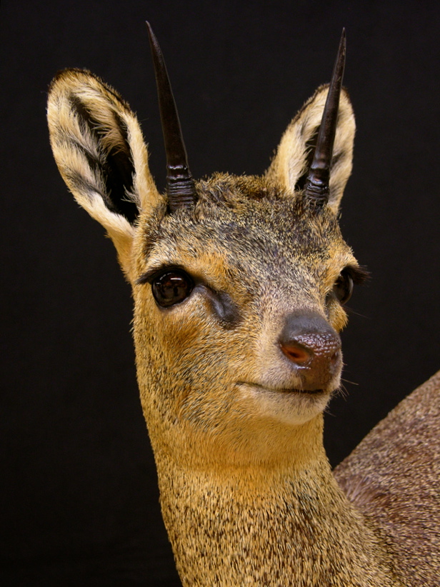 Klipspringer_3_zpsbqsheef4.jpg