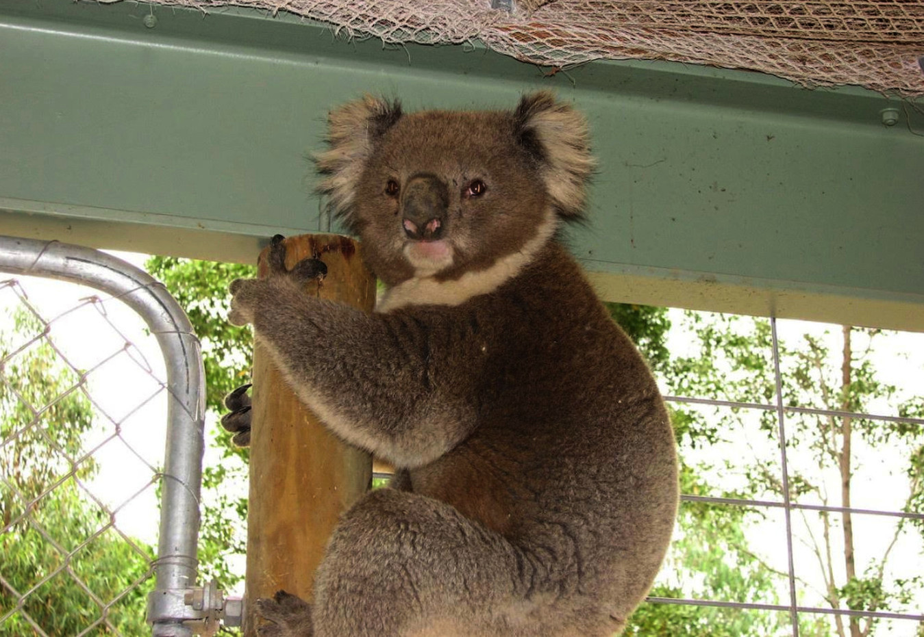 koala post.jpg