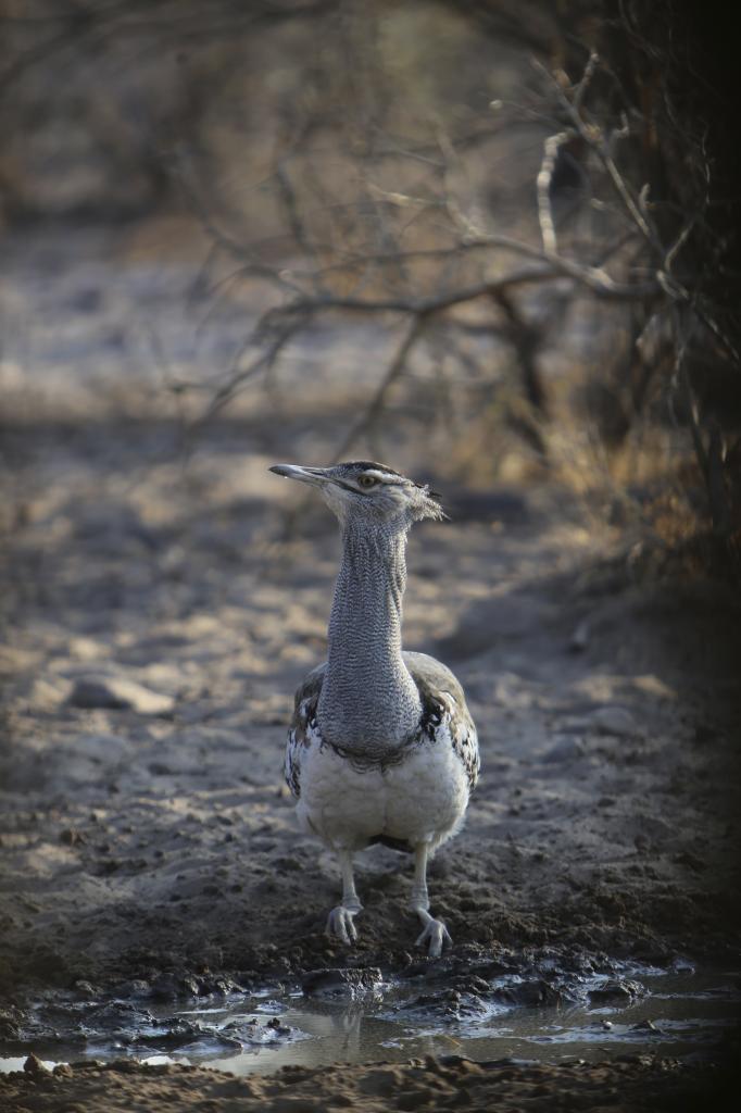 KoriBustard_zpsae725cae.jpg