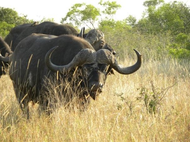 Kruger Cape Buffalo.jpg