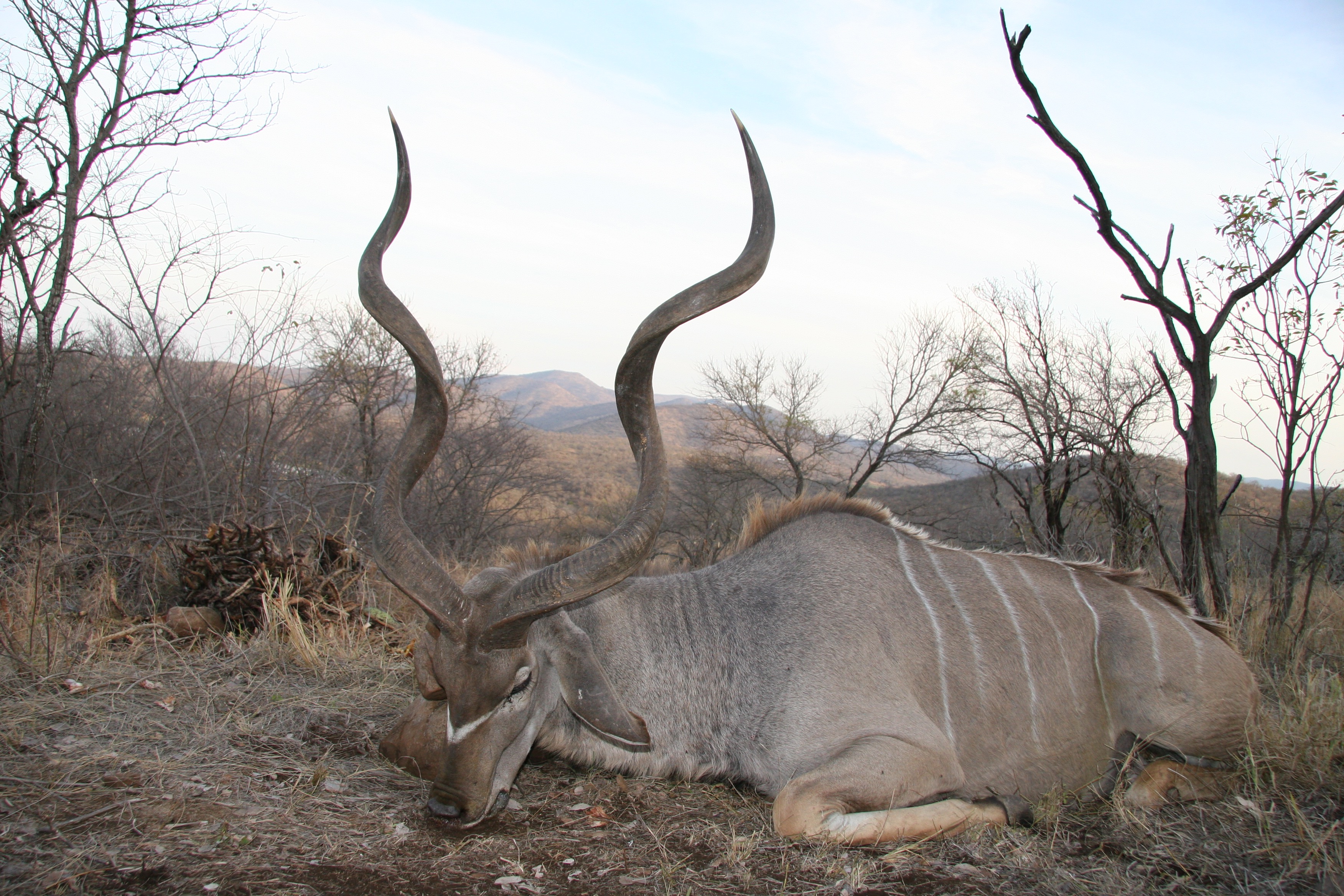 kudu 130.jpg