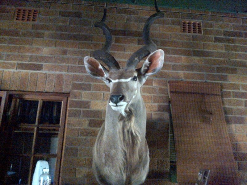 Kudu 2.JPG