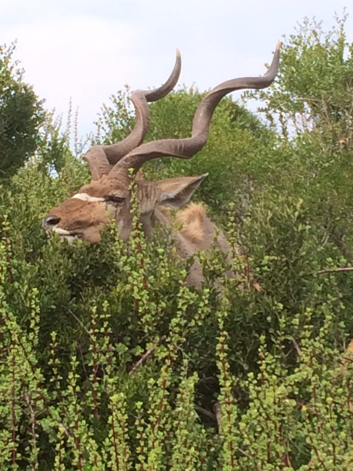 Kudu at Addo.jpg