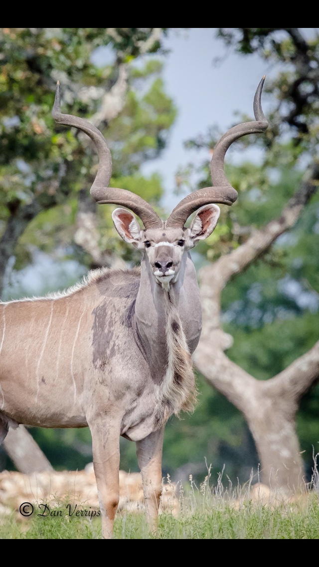 kudu breeder.jpg