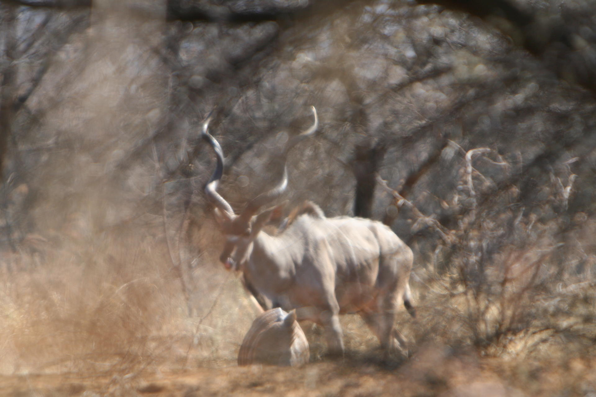 kudu bull.jpg