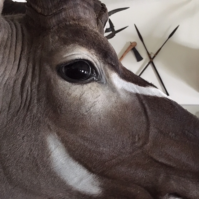 Kudu face .JPG