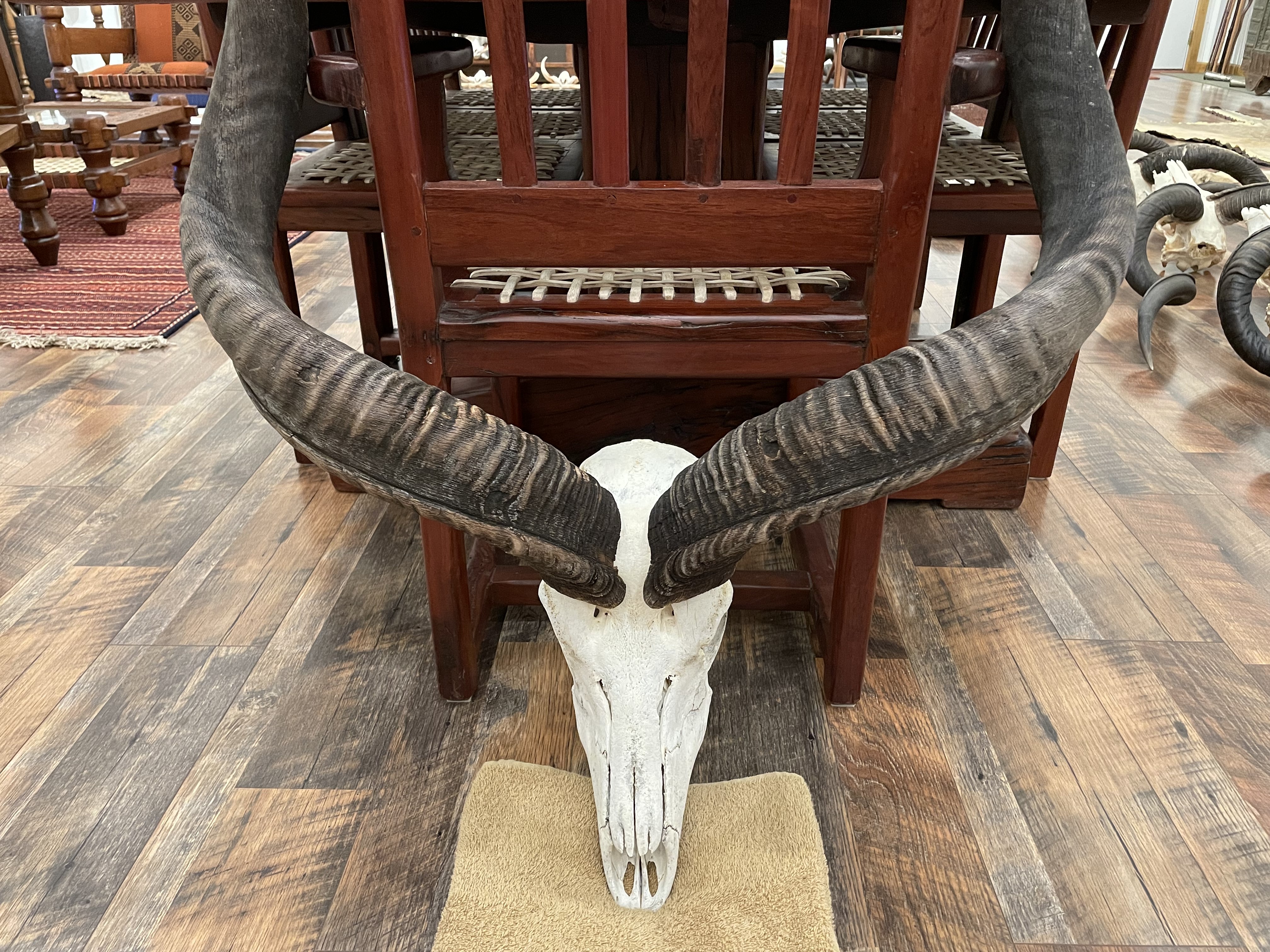 KUDU HORNS 2.jpg