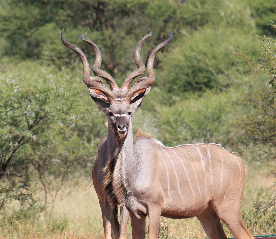 KUDU.jpeg