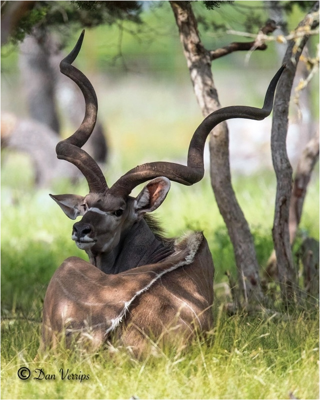 kudu.jpg