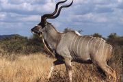 Kudu.jpg