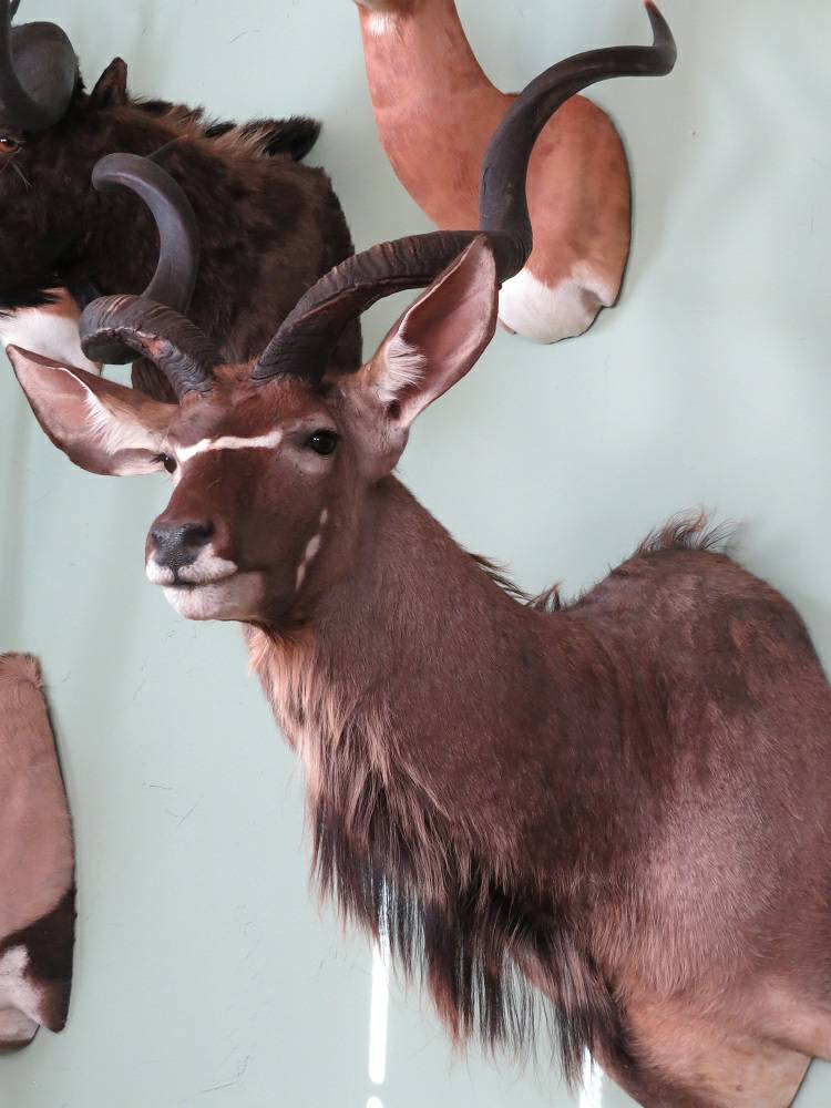 Kudu.jpg