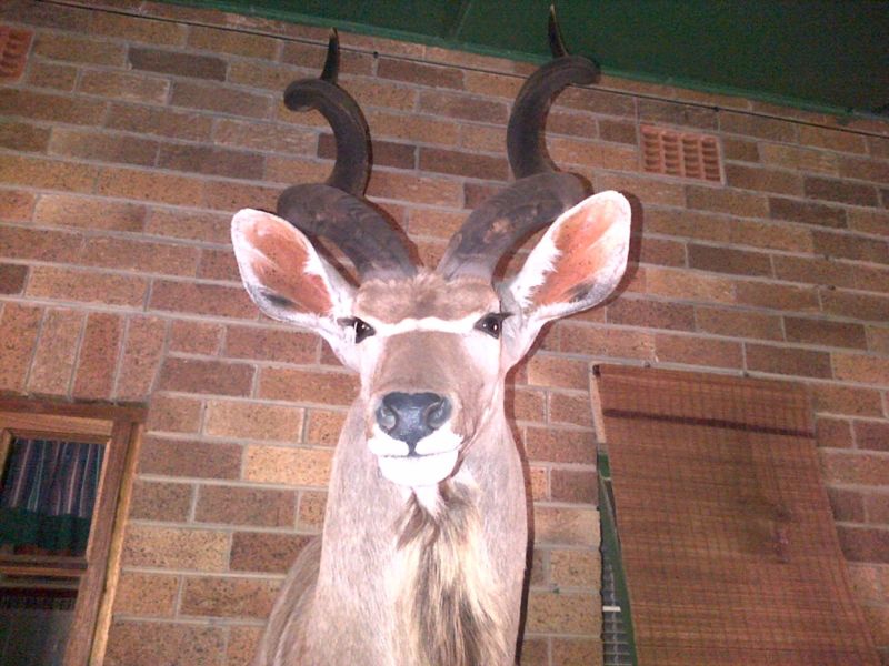 Kudu.JPG