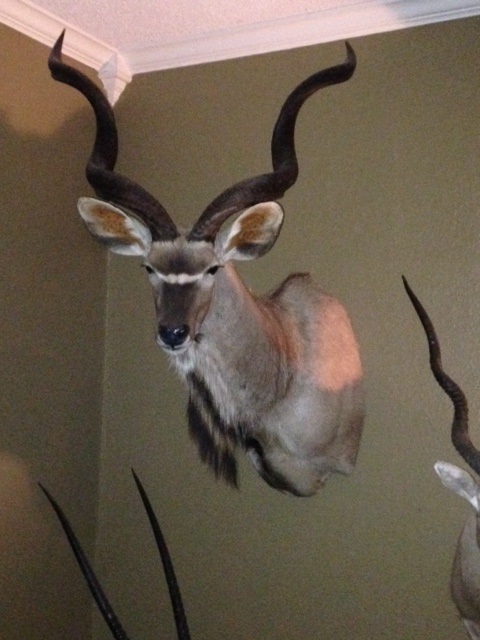 kudu.jpg