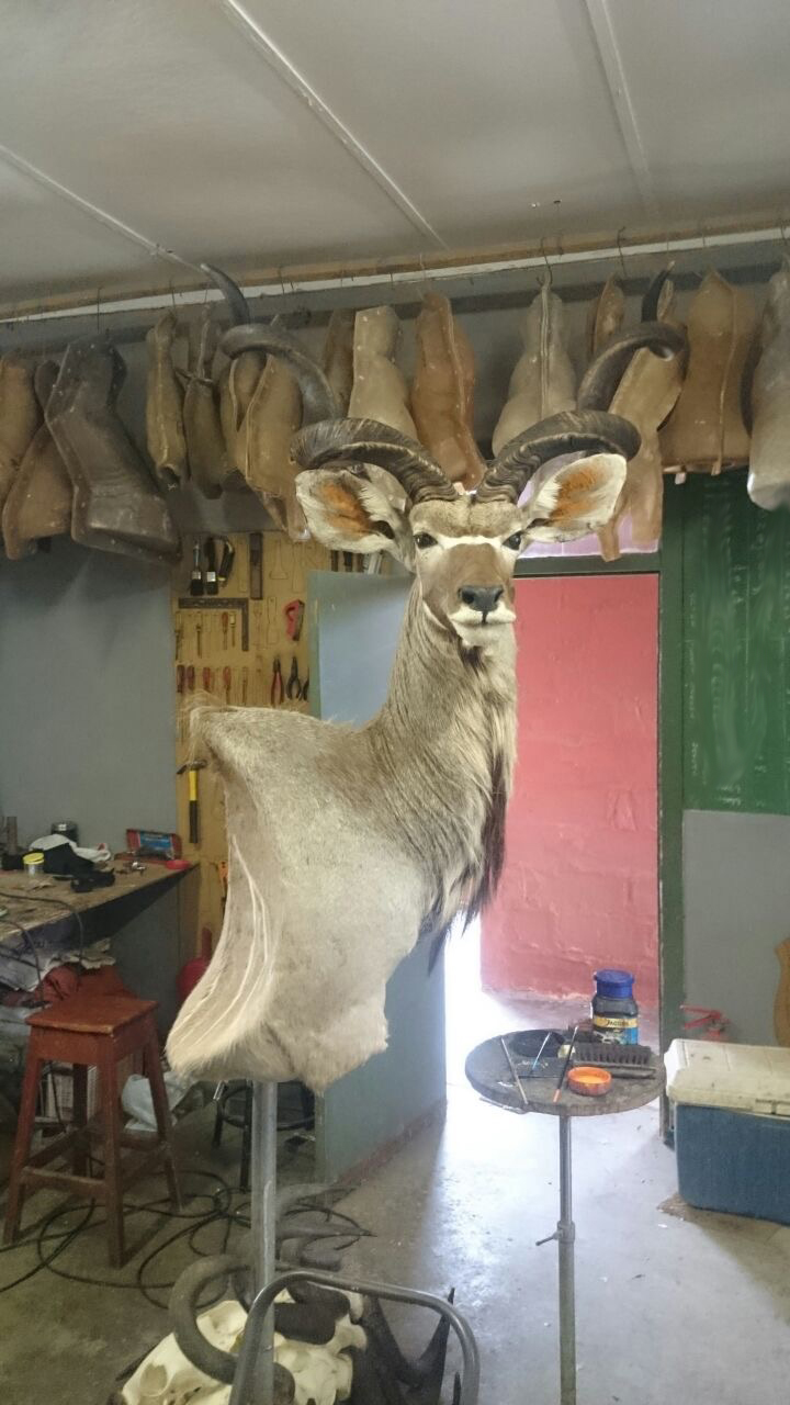 Kudu.jpg