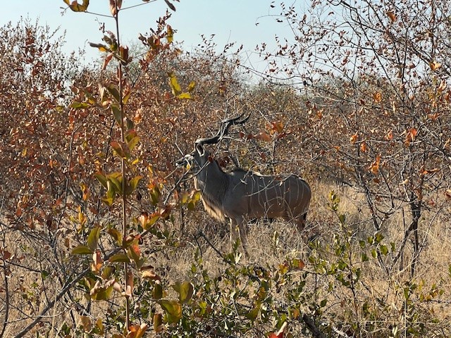 kudu.jpg