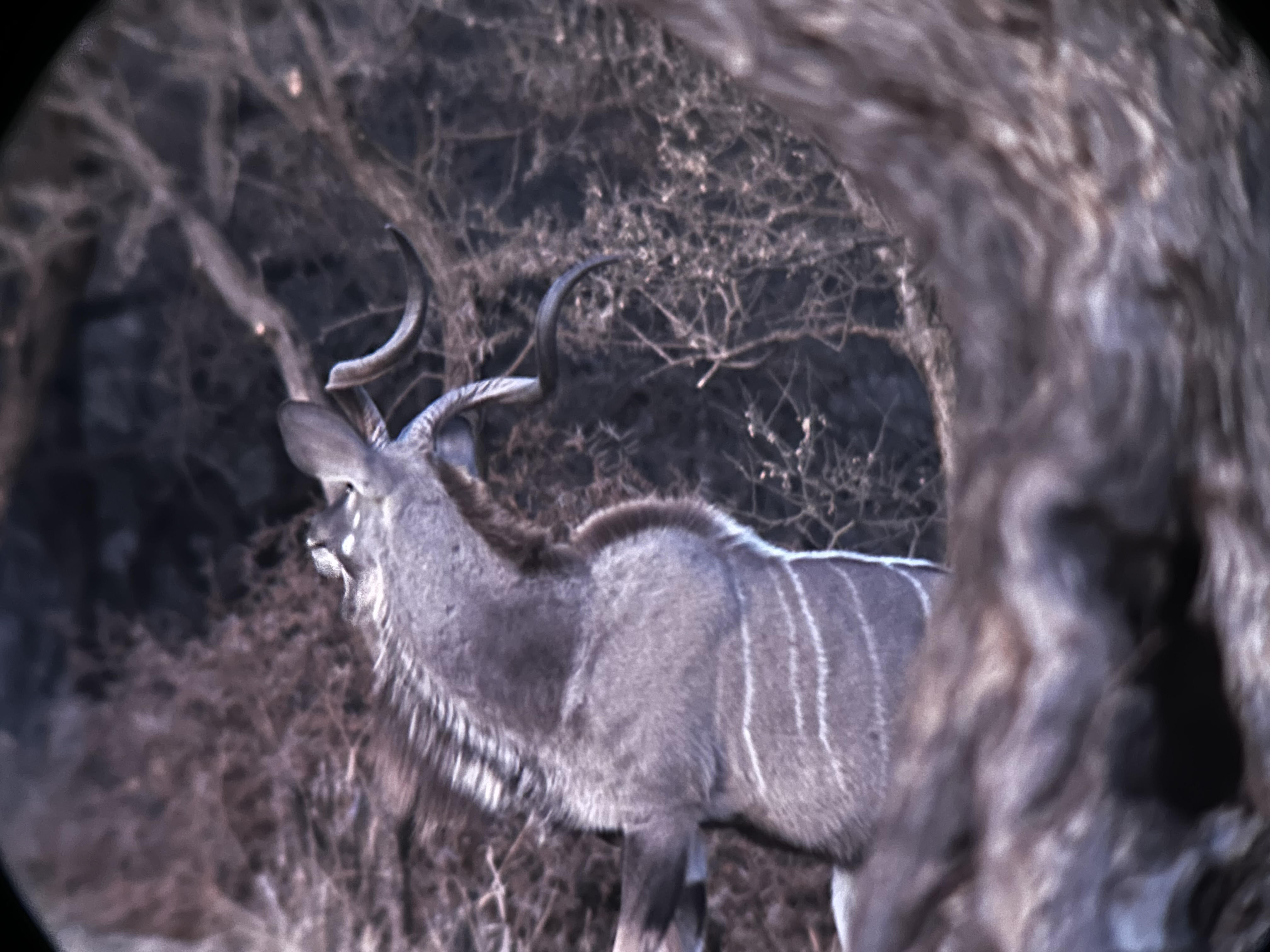 kudu.jpg