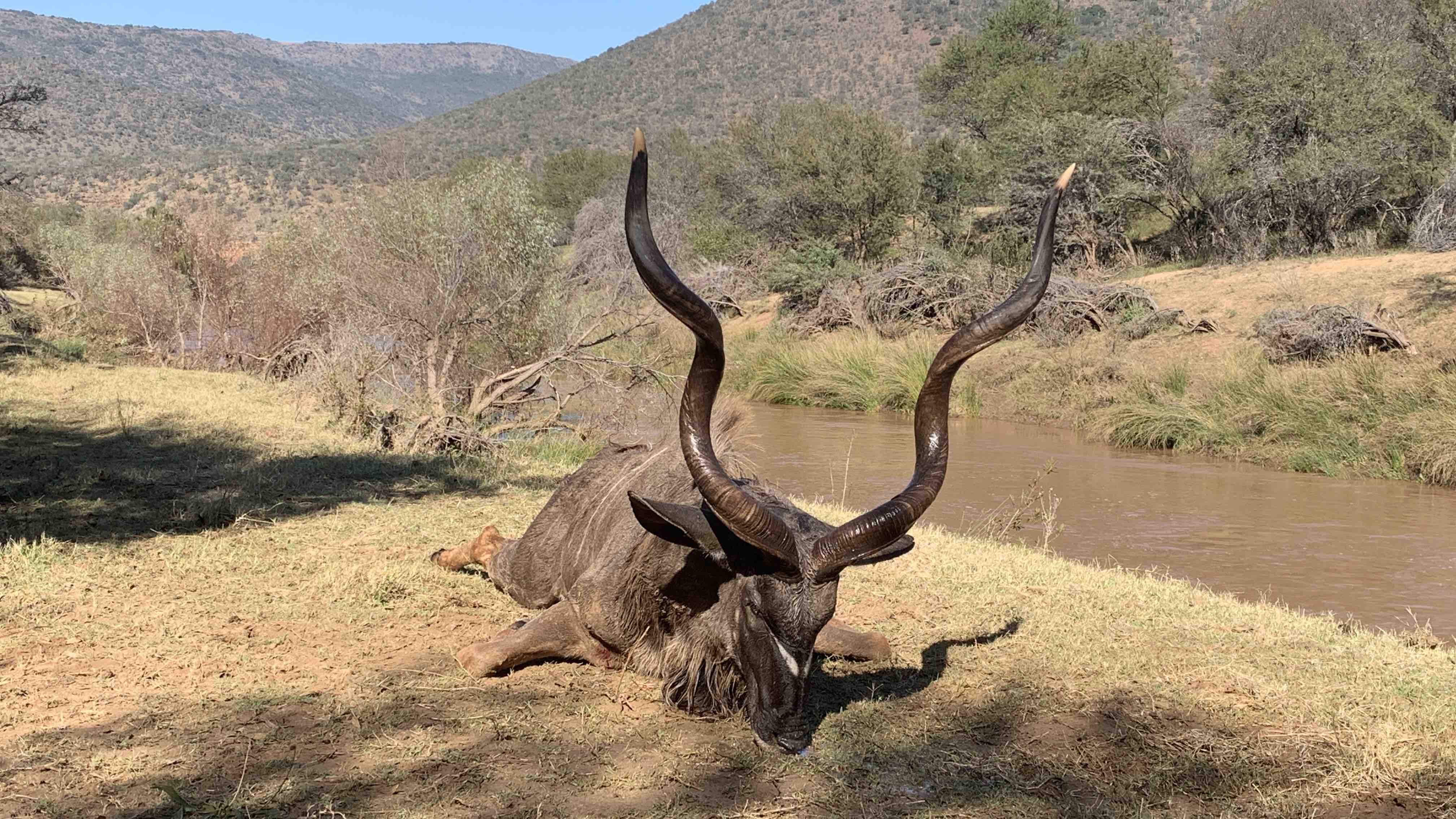 kudu.jpg