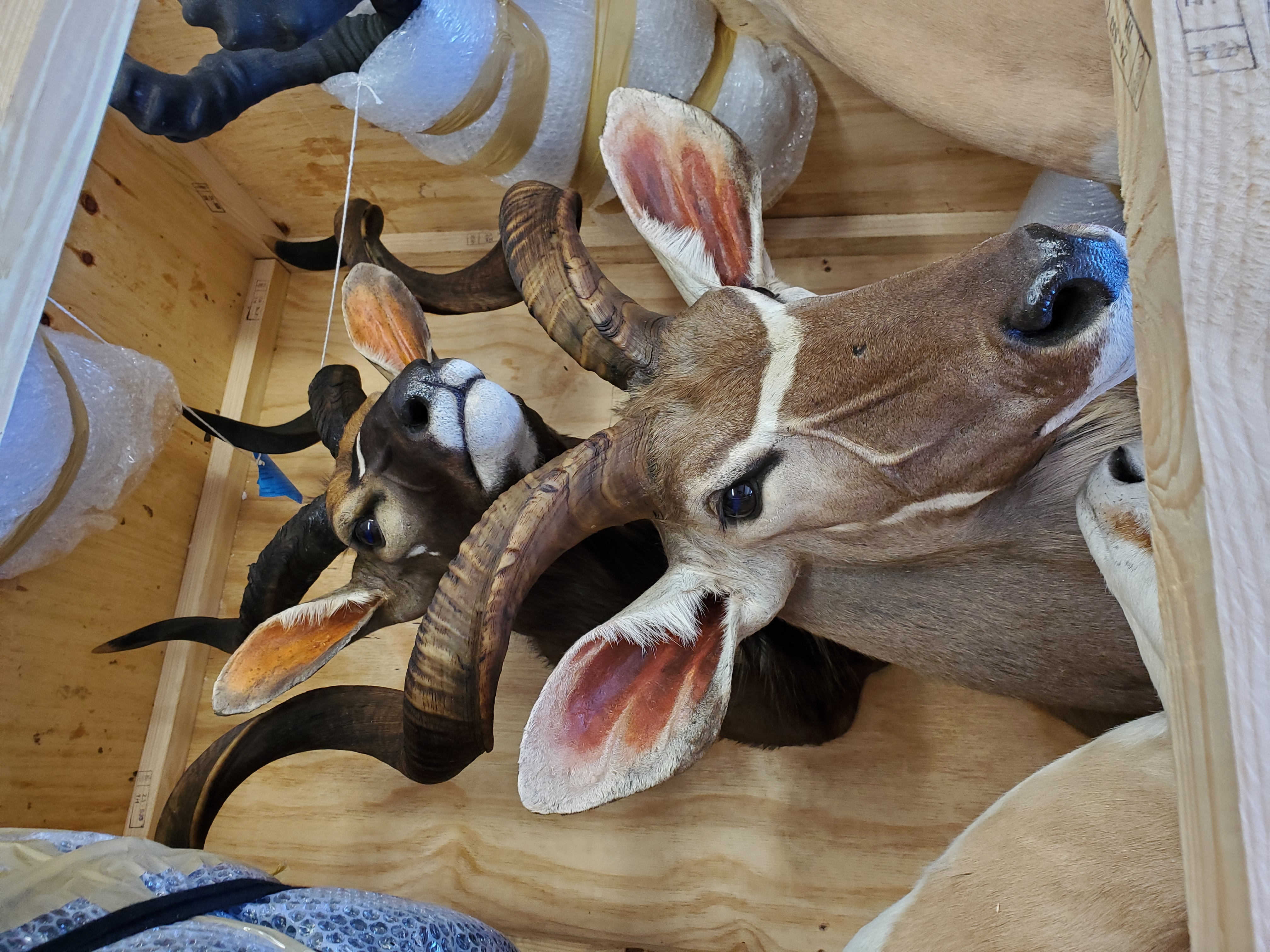 Kudu Nyala in Crate.JPG