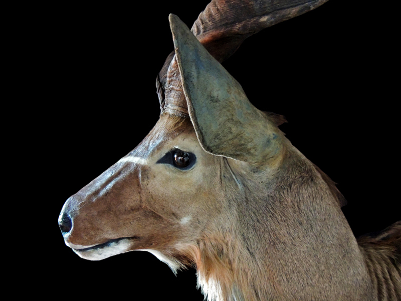 kudu-pedestal2.jpg