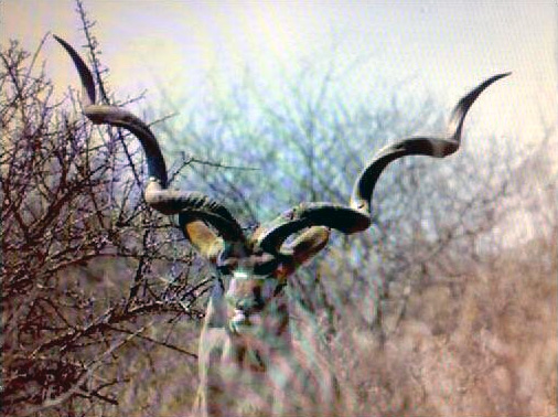 Kudu-record-SA.jpg