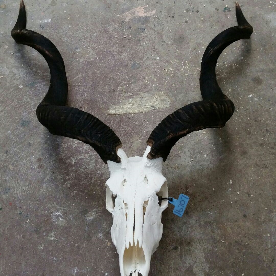 Kudu repair1.jpg