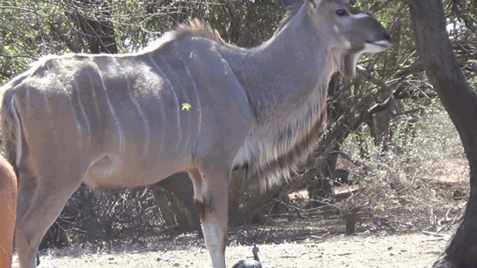 kudu still frame.jpg