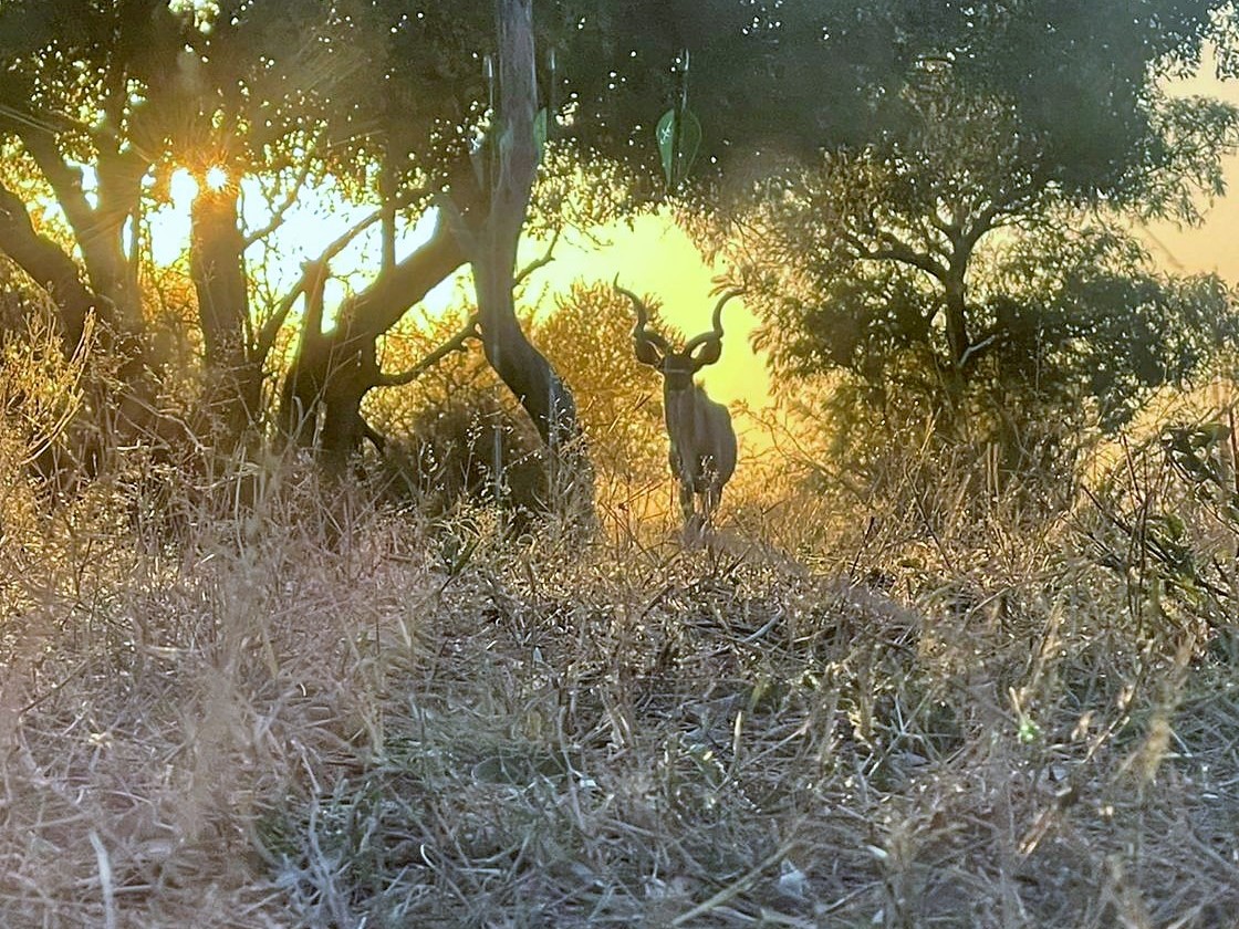 kudu sunset pic.JPG