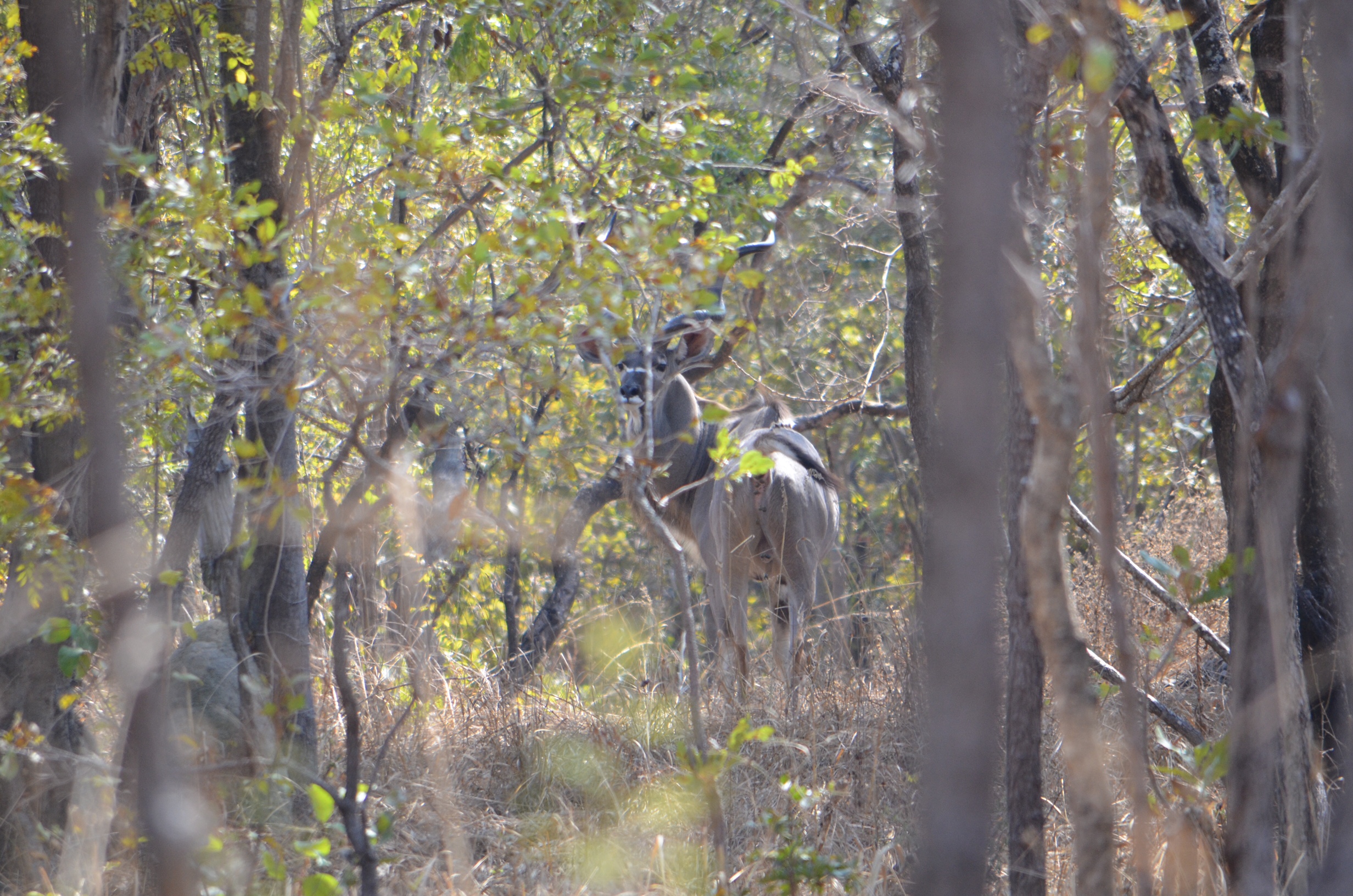 Kudu Takeri.JPG