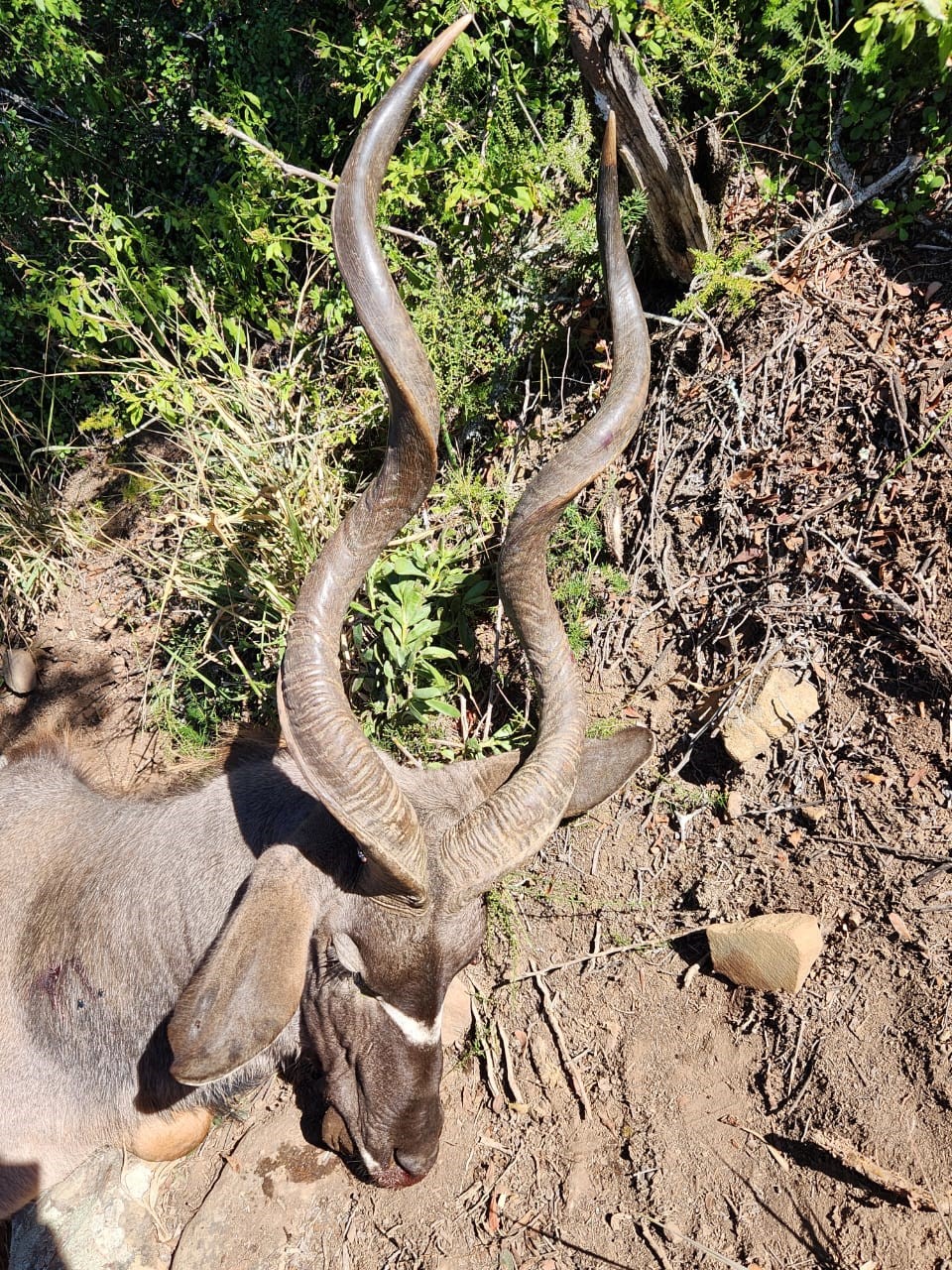 kudu2.jpg