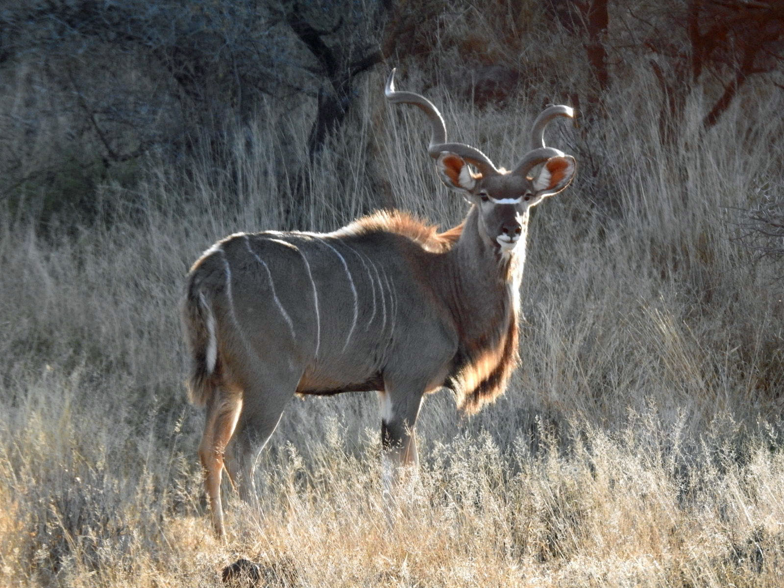 kudu_2c.jpg