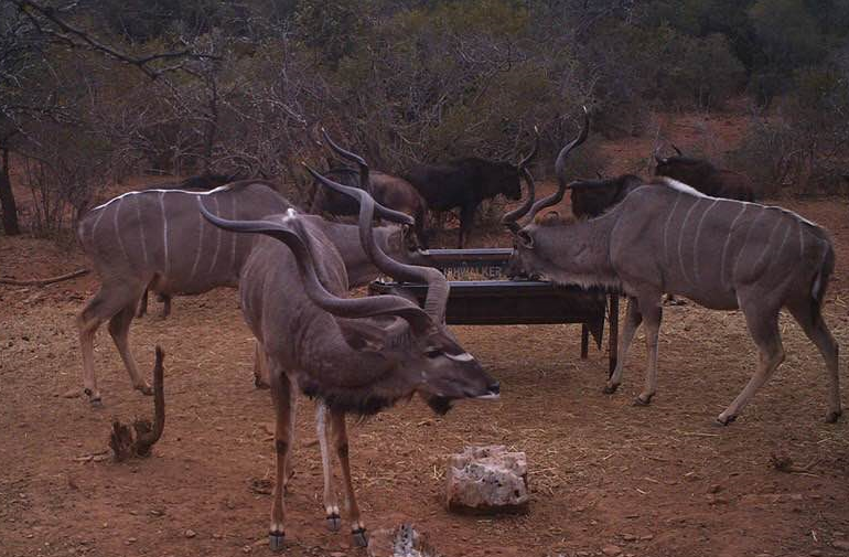 kudus2.png